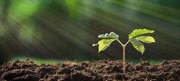 Eine kleine Pflanze wächst aus der Erde